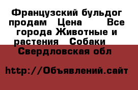 Французский бульдог продам › Цена ­ 1 - Все города Животные и растения » Собаки   . Свердловская обл.